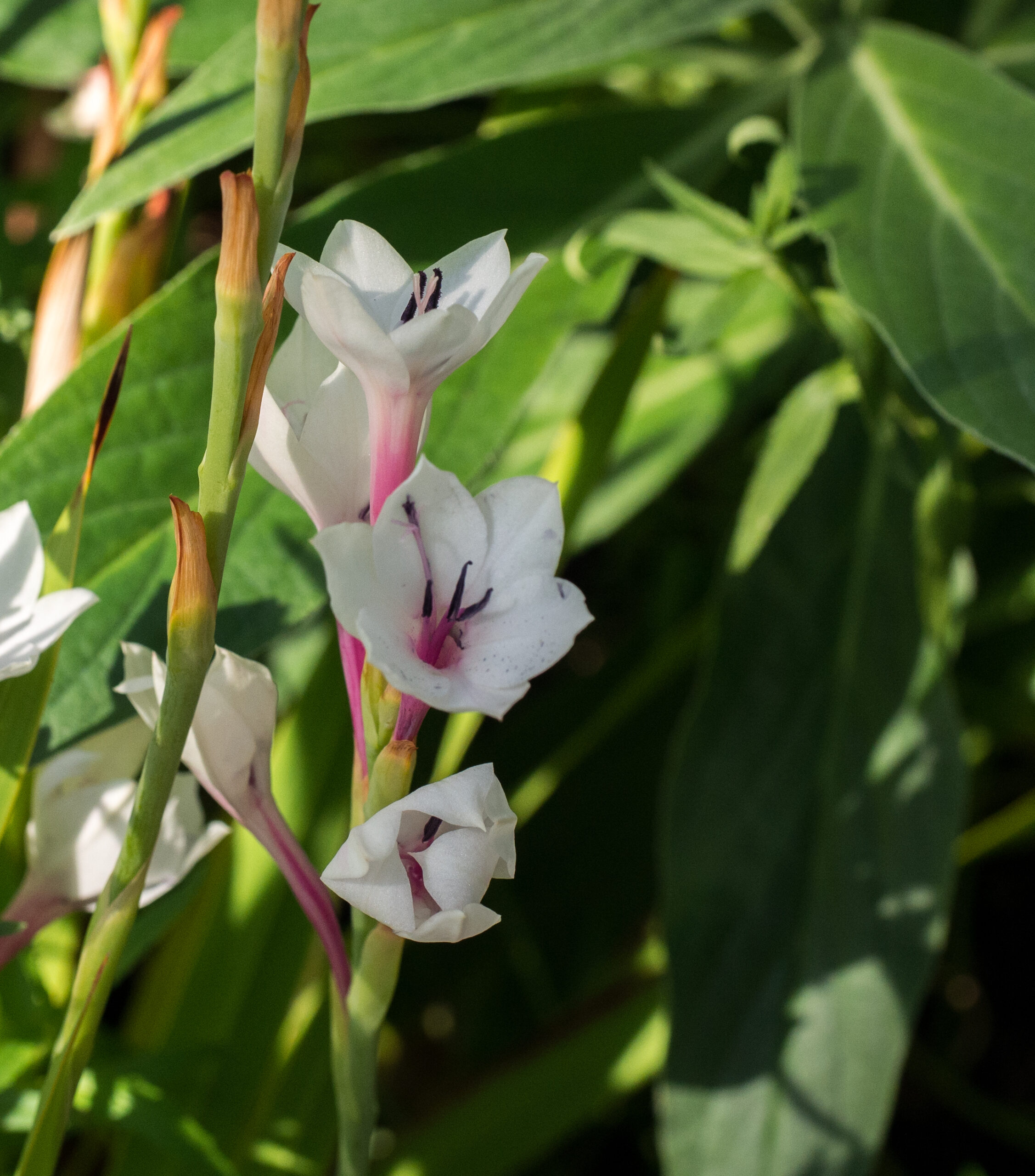 Brooklyn Botanic Garden Plant Shop