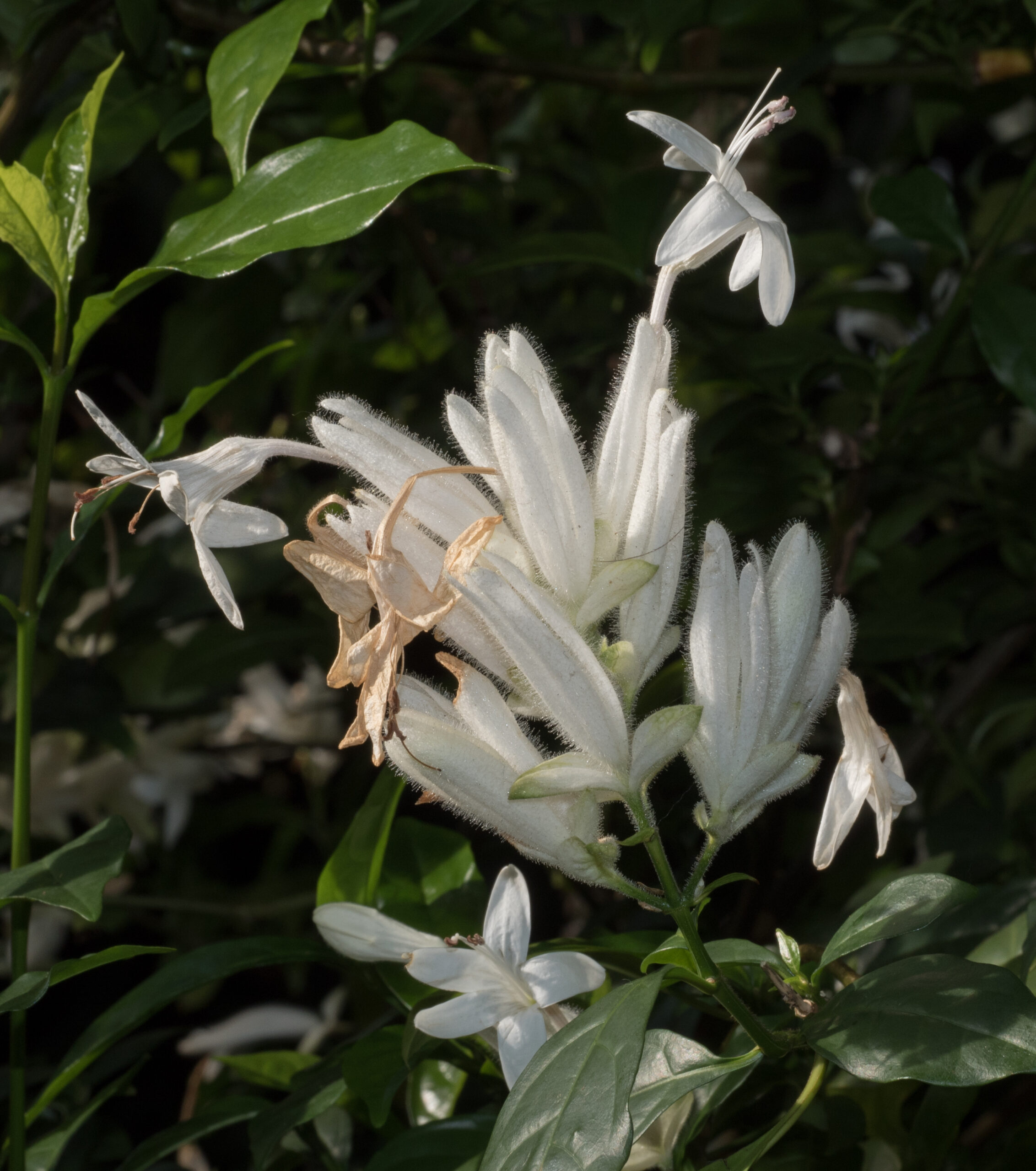 Brooklyn Botanic Garden Residency