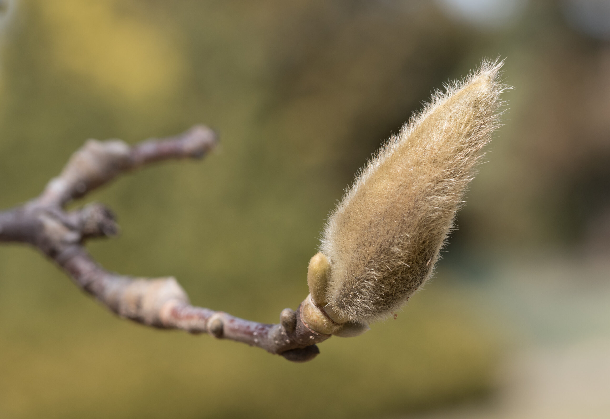 Brooklyn Botanic Garden Plant Finder
