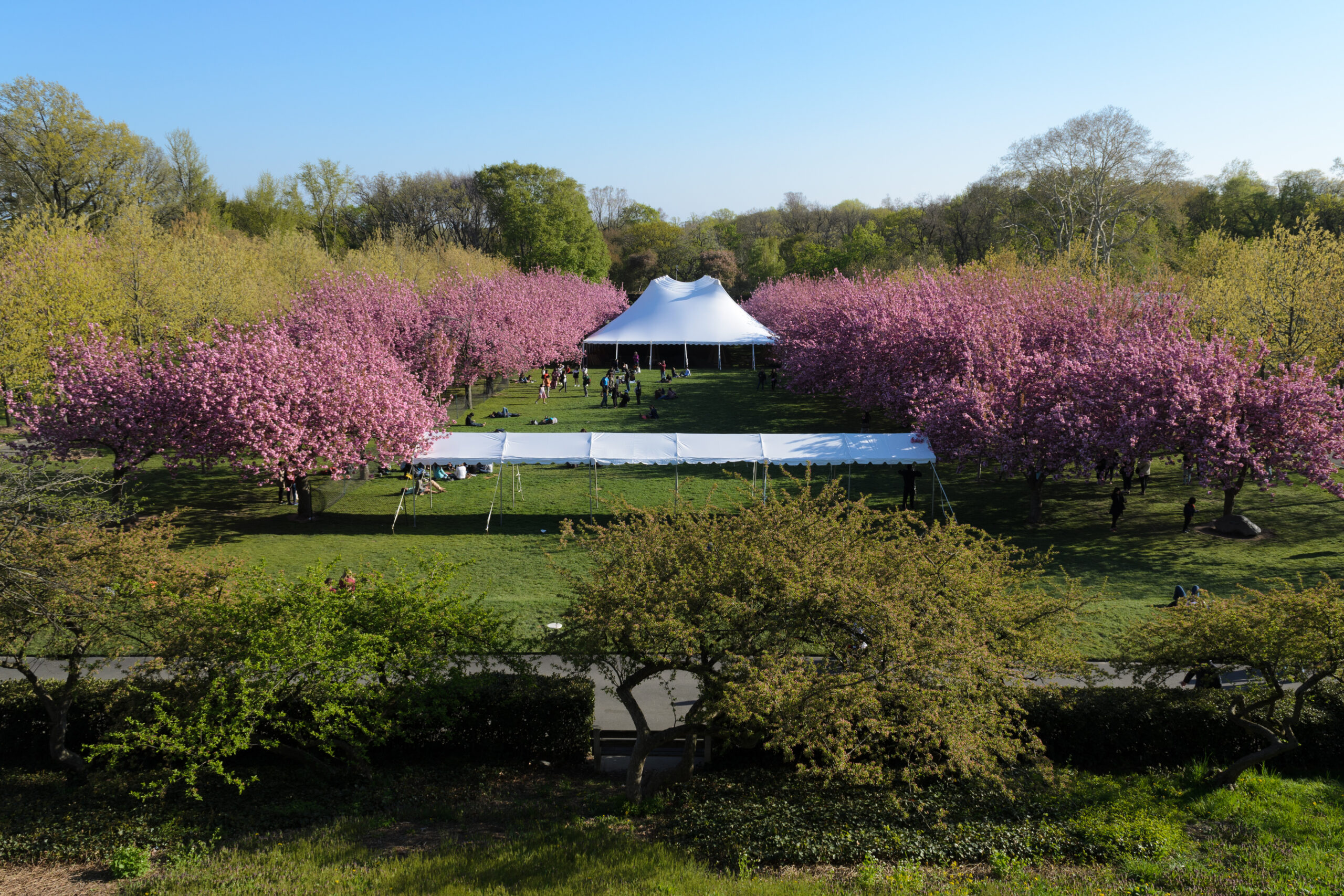 Brooklyn Botanic Garden Rose Night