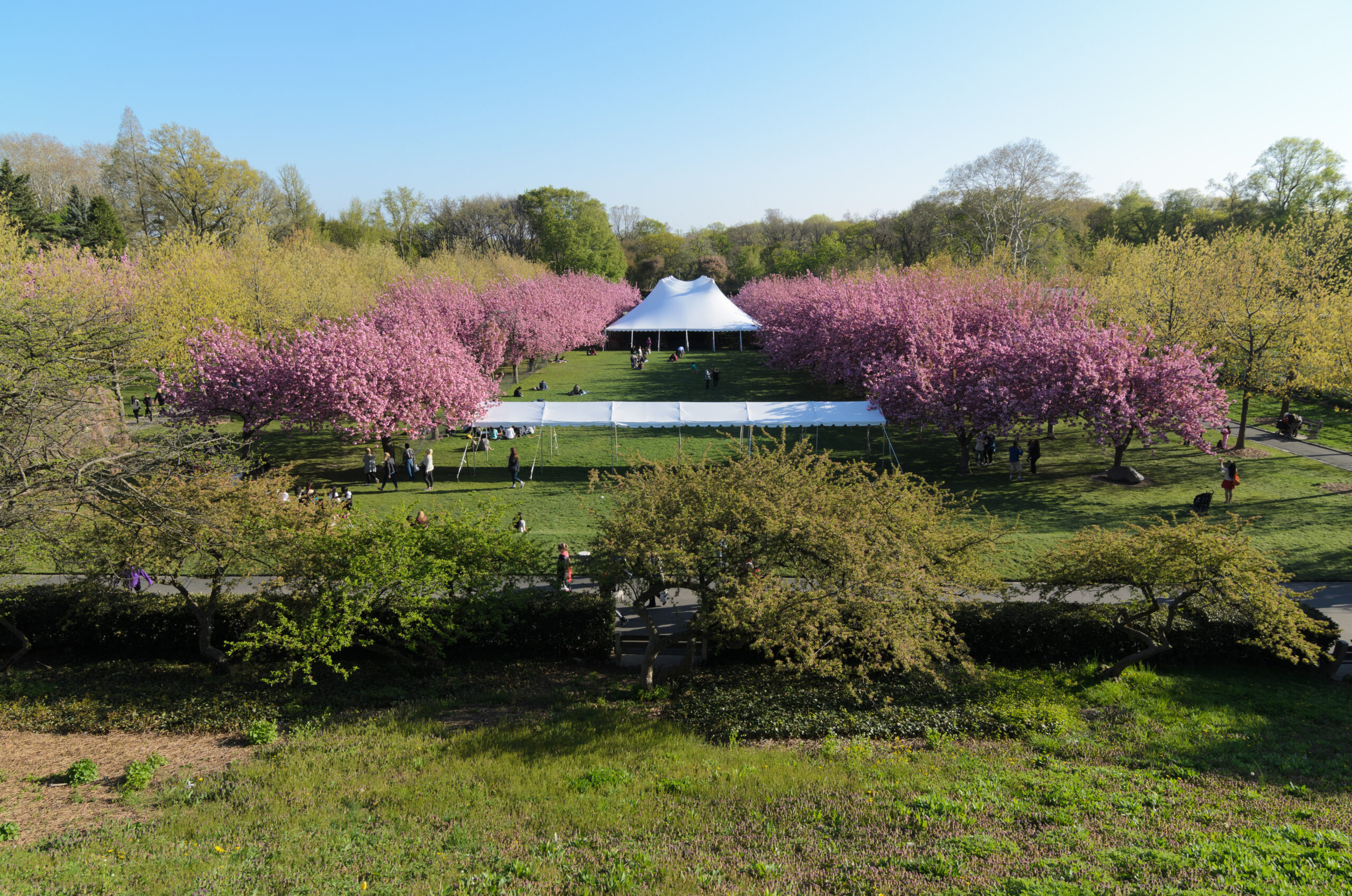 Brooklyn Botanic Garden Bonsai