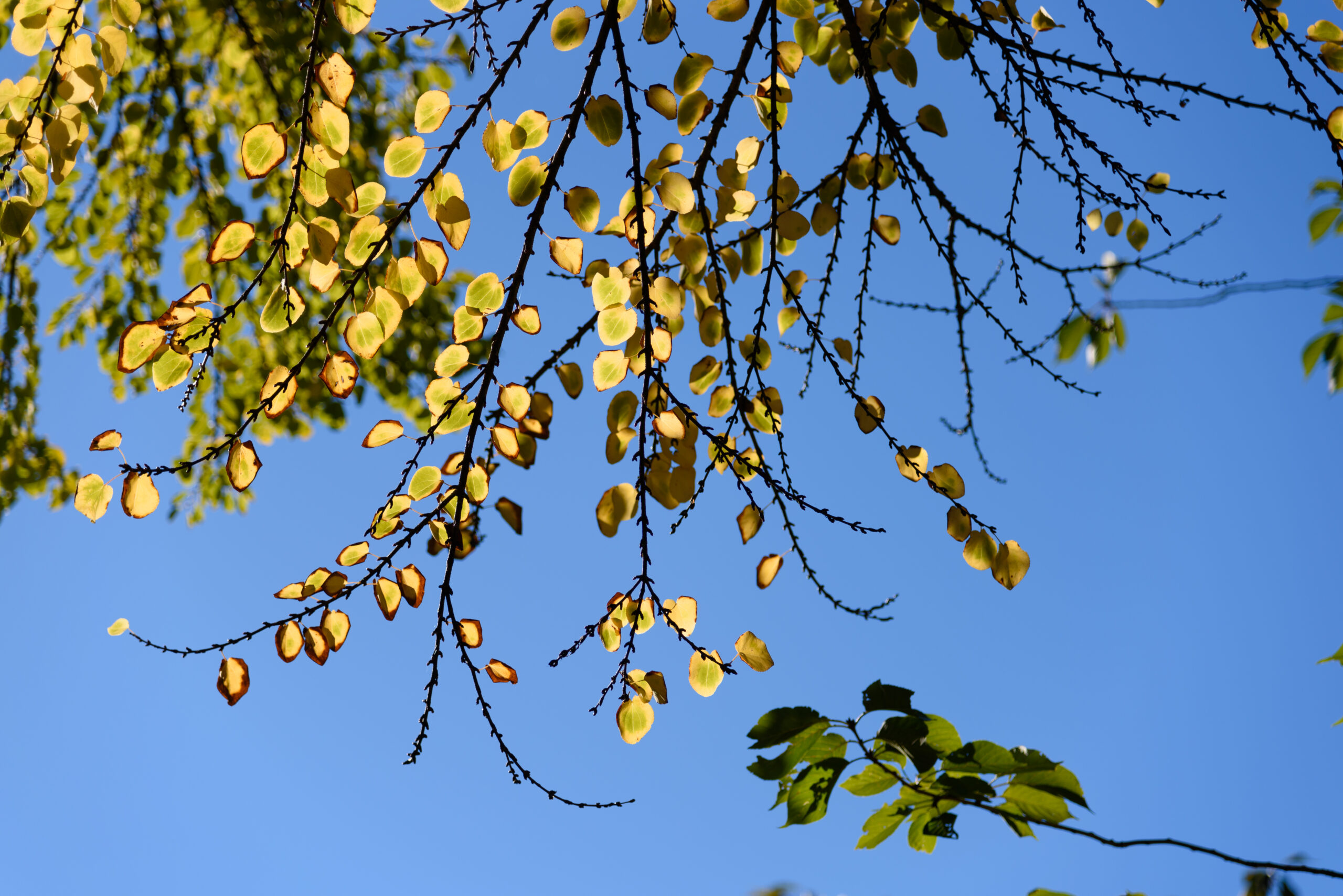 Brooklyn Botanic Garden Renew Membership