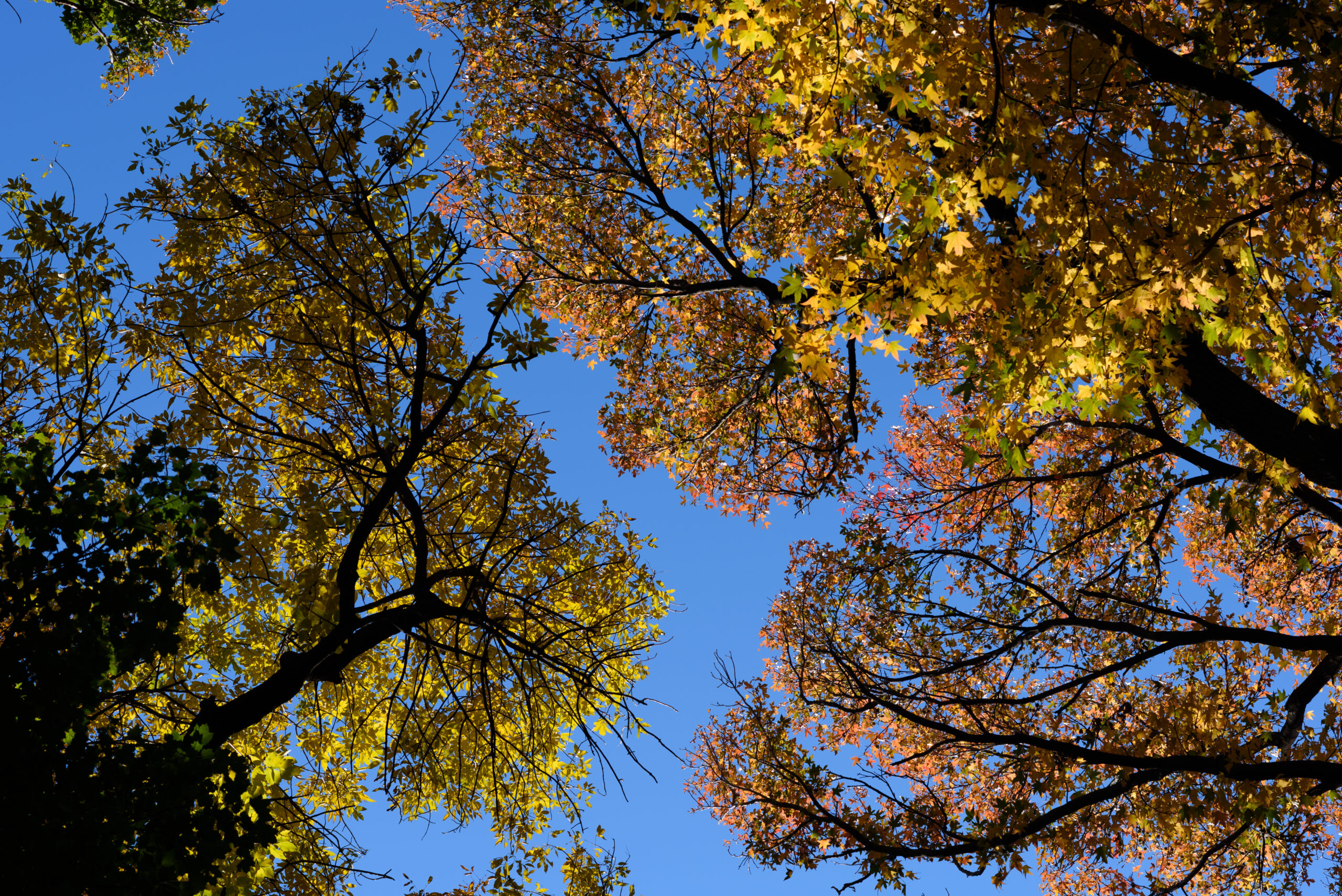 Brooklyn Botanic Garden Parking Free