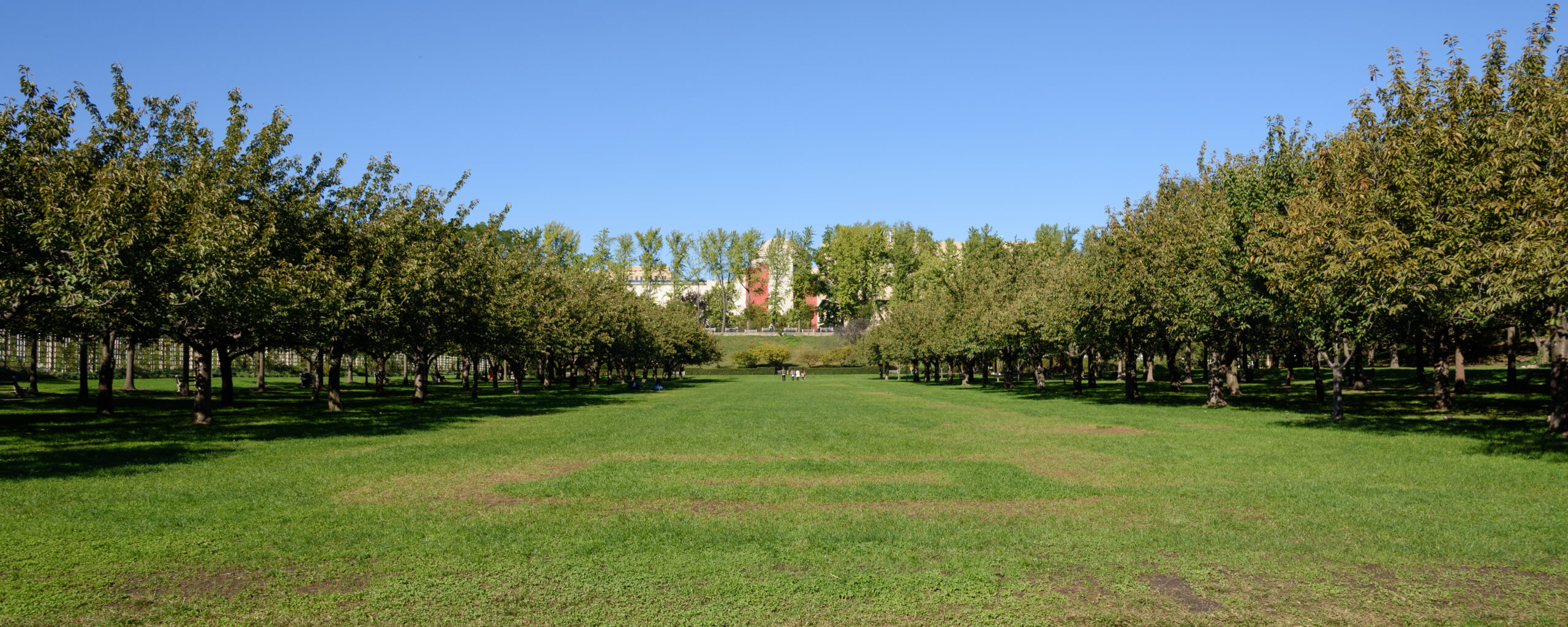 Brooklyn Botanic Garden Cherry Esplanade