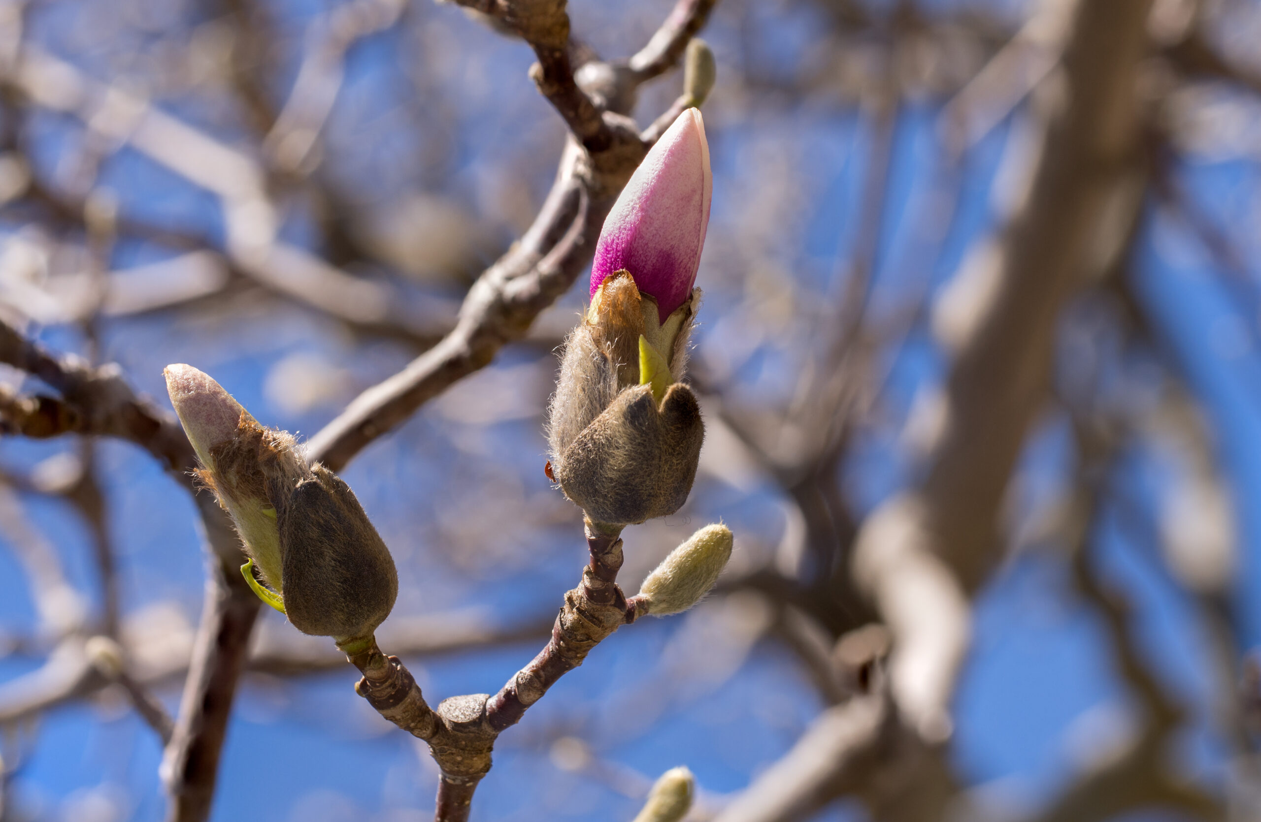 Brooklyn Botanic Garden Cherry Blossom Peak