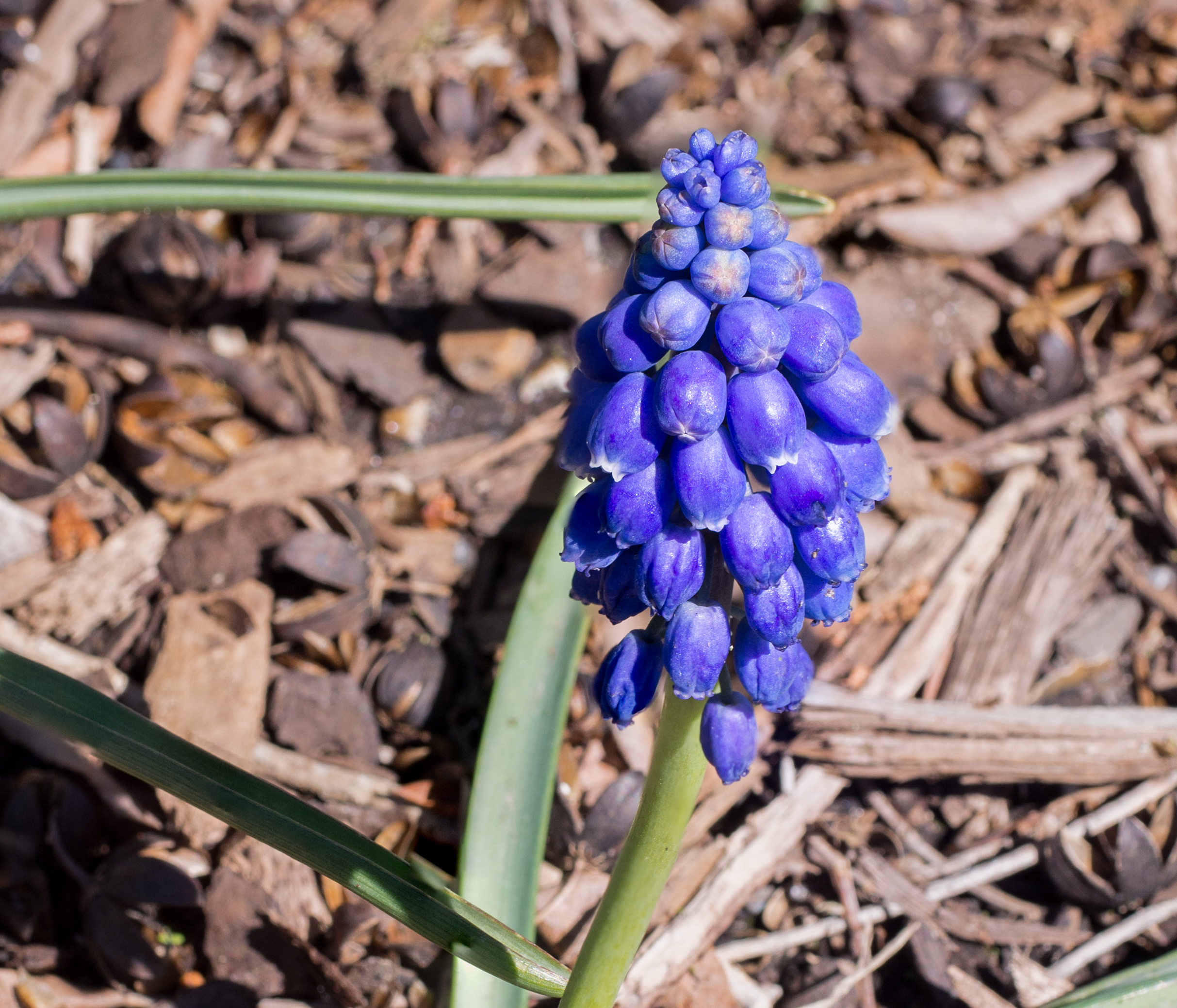 Brooklyn Botanic Garden Photoshoot