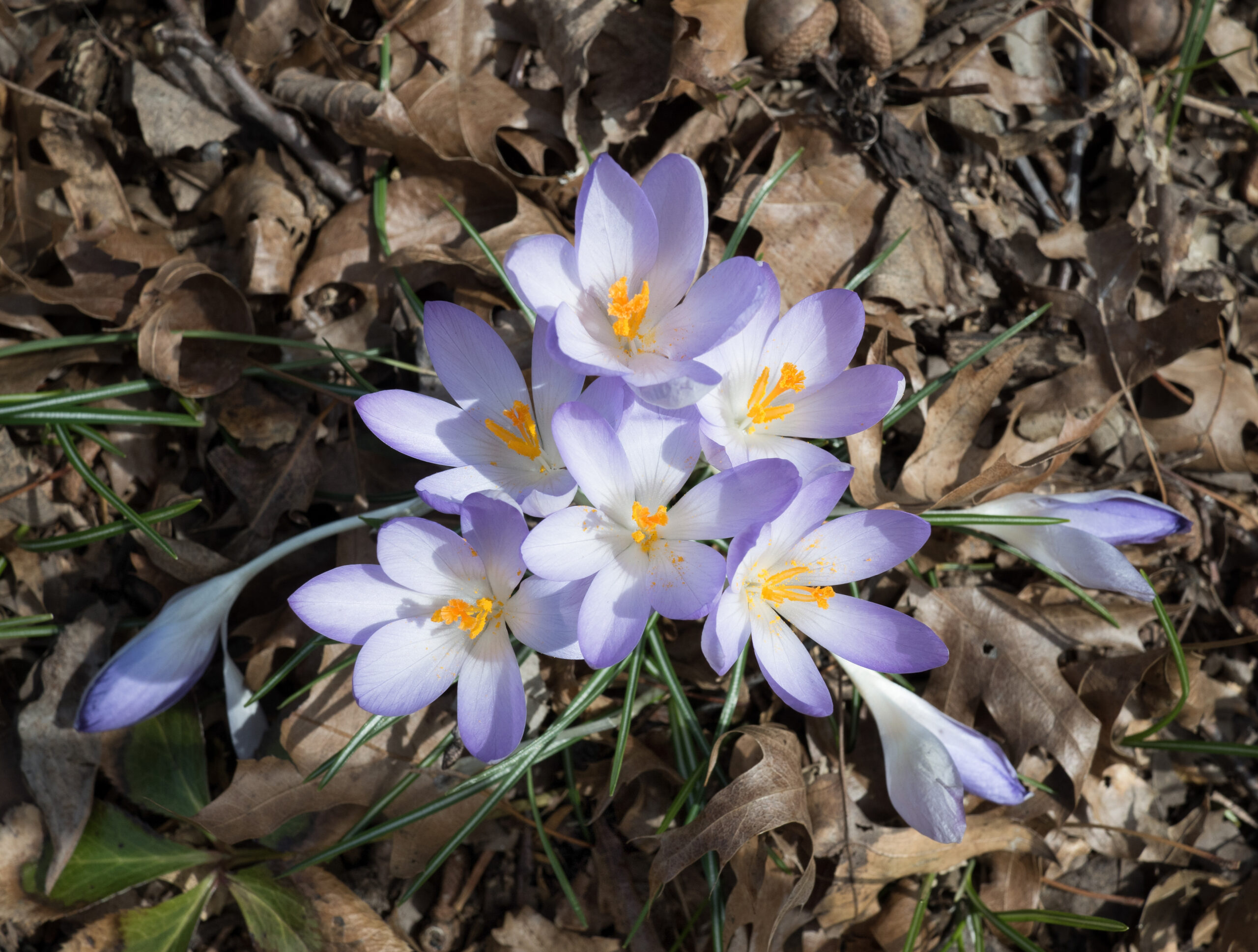 Brooklyn Botanic Garden Urban Advantage